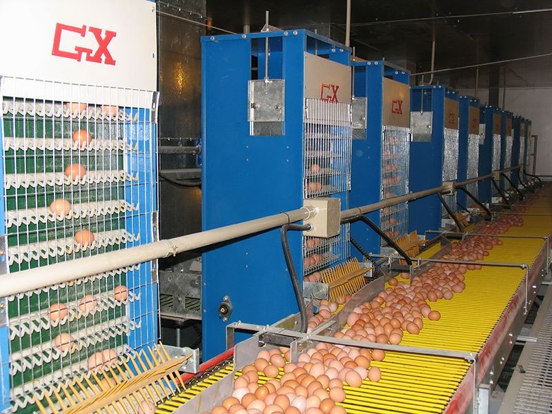 Broiler Cage Feeding System price