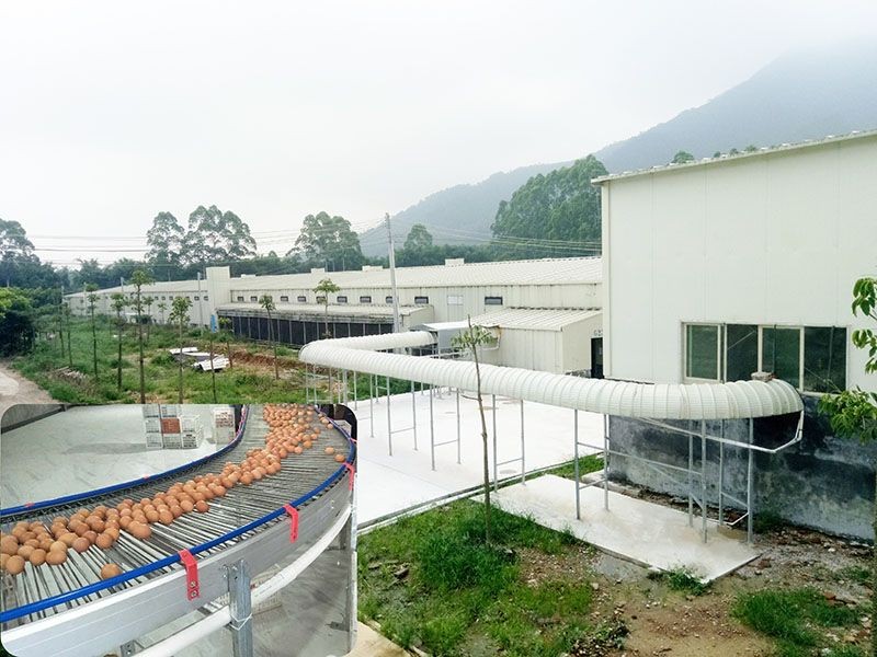 Broiler Cage Feeding System best