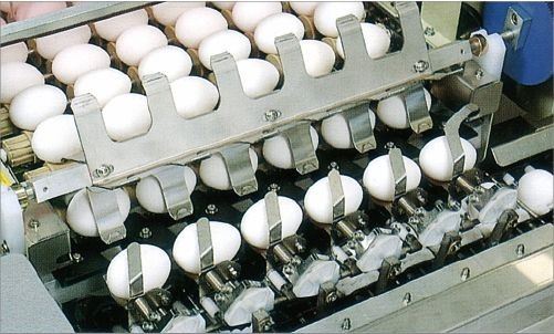 Egg Packing Equipment suppliers